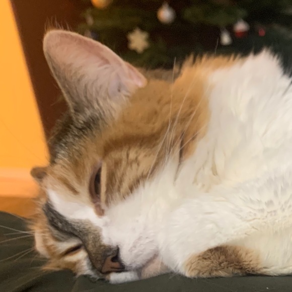 Meet your Posher, Gemma - Picture 1 of 1